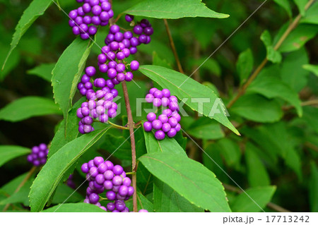 コムラサキ実 コムラサキ実 17713242
