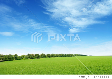 spring meadow and blue sky spring meadow and blue sky 17713314