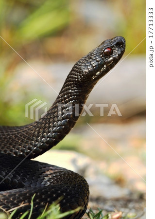 Black viper standing 17713333