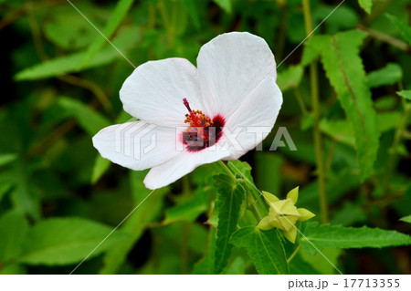 タカサゴフヨウ 17713355