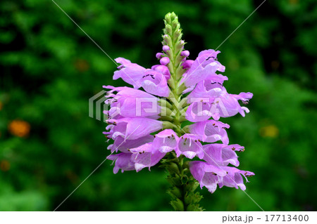 ハナトラノオ ハナトラノオ 17713400