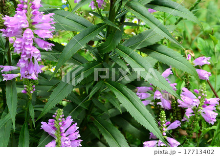 ハナトラノオ 17713402