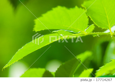 Nature. Fresh green leaves of rose. 17714267