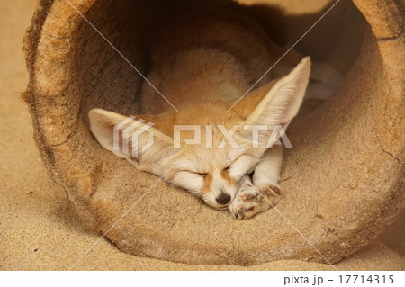 フェネック 17714315