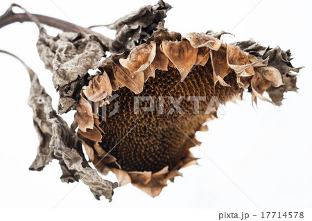 Withered sunflower head in winter Withered sunflower head in winter 17714578