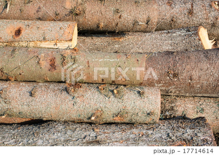 Timber harvesting. Pile of cut fir logs Timber harvesting. Pile of cut fir logs 17714614