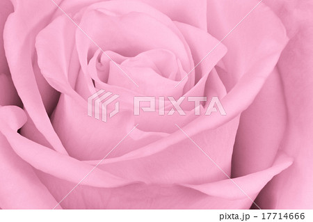 pink rose close up pink rose close up 17714666