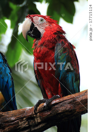 Closed Up Macaw. Closed Up Macaw. 17715114