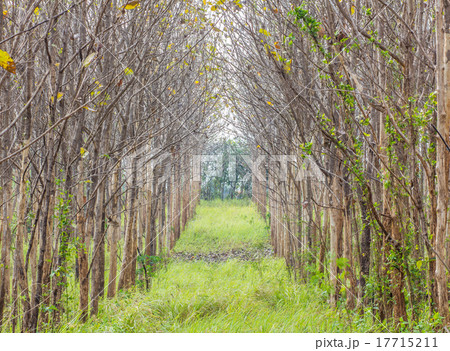 Pathway through the misty autumn forest Pathway through the misty autumn forest 17715211