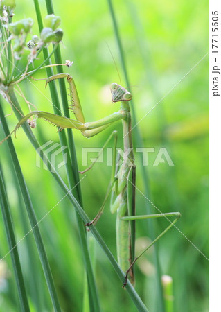 かまきり全身 17715606