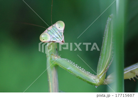 かまきりのアップ 17715607