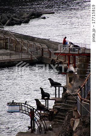 トド_おたる水族館 17715819