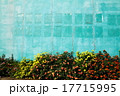 花と壁面 17715995