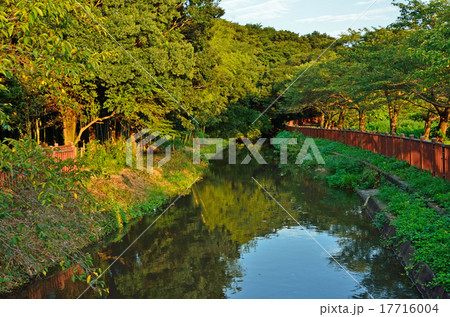見沼田圃:見沼代用水東縁 見沼田圃:見沼代用水東縁 17716004