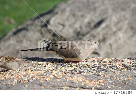 ナゲキバト　Mourning dove 17716284