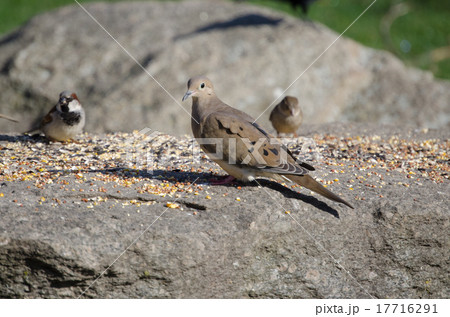 ナゲキバト Mourning dove ナゲキバト Mourning dove 17716291