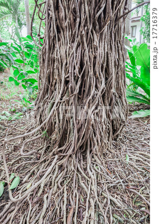 The roots of the banyan tree 17716379