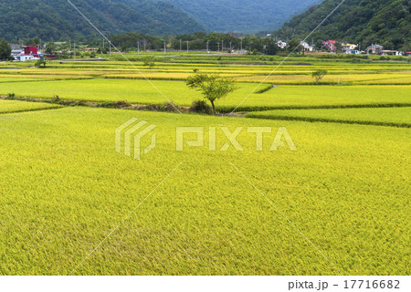 キツネ色 穀類 一粒 17716682