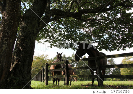 牧場風景 17716736