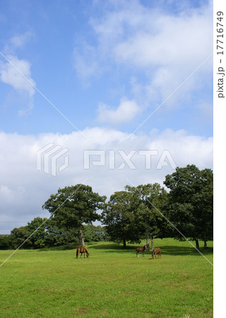 牧場風景 17716749