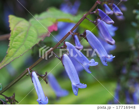 アキチョウジ 17716948