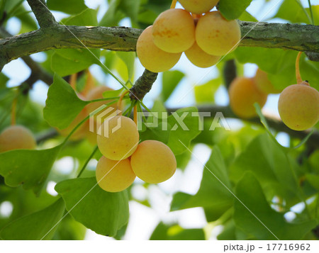 ギンナン 17716962