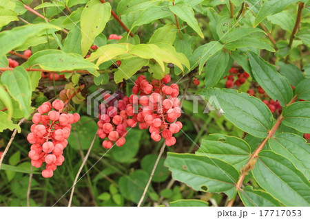 毒空木の実 17717053