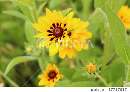 荒毛反魂草 17717057