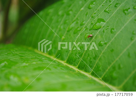 ladybug on a green leaf ladybug on a green leaf 17717059