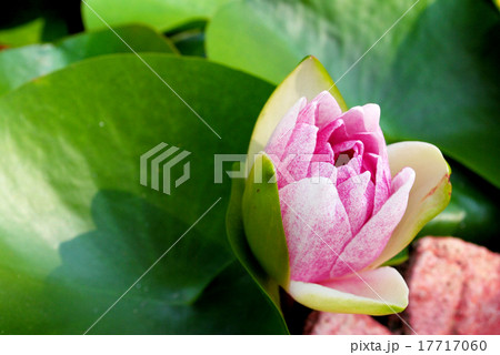 beautiful waterlily or lotus flower 17717060