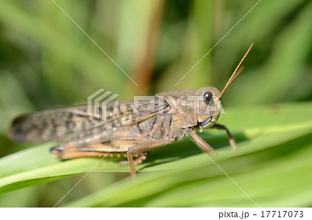 褐色のトノサマバッタ 殿様飛蝗の写真素材