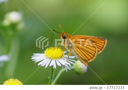 スジグロチャバネセセリ 17717235