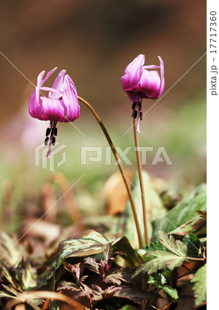 カタクリ 片栗 ユリ科 薄紫 二輪 花 野草 山野草 早春 春 みかも山 佐野市 栃木県の写真素材