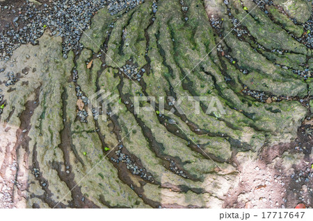 三島溶岩流　なわ状溶岩 17717647
