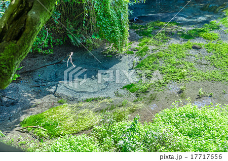 柿田川公園 第一展望台からの眺め 柿田川公園 第一展望台からの眺め 17717656