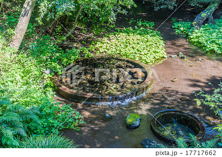 柿田川公園　八つ橋のわき間 17717662