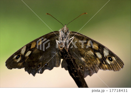 front of wild  butterfly  on a branch 17718431