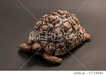 ヒョウモン陸ガメ ヒョウモン陸ガメ 17719085