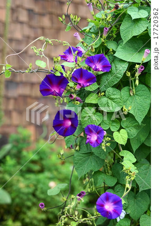 9月花　アサガオ63紫竹ガーデン 17720362