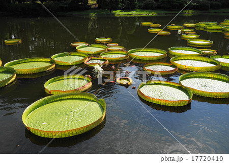 9月花　パラグアイオニバス・スイレン科05神代植物公園 17720410