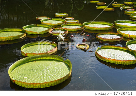 9月花　パラグアイオニバス・スイレン科06神代植物公園 17720411