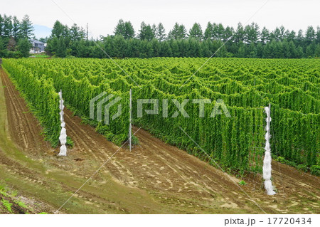 9月　ポップ(セイヨウカラハナソウ)の栽培01 17720434