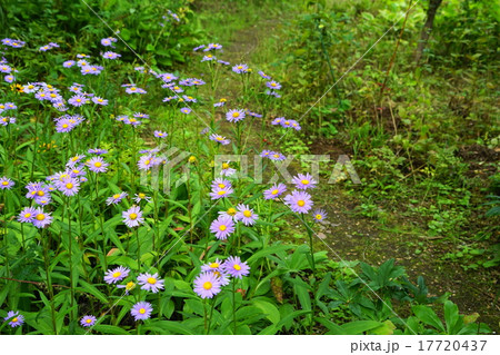 9月花 ユウゼンギク キク科04宿根アスターの写真素材