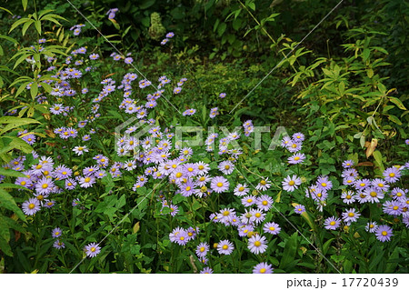 9月花 ユウゼンギク キク科06宿根アスターの写真素材