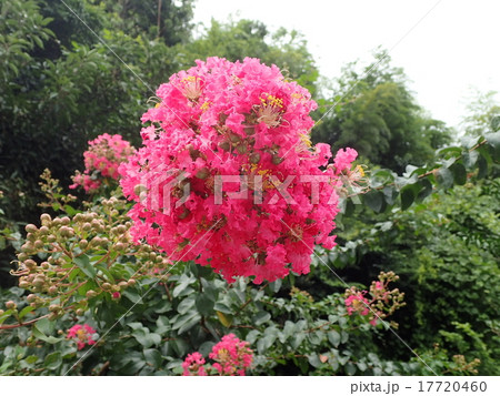 サルスベリ サルスベリ 17720460