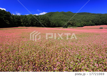 赤そばの里 17721069