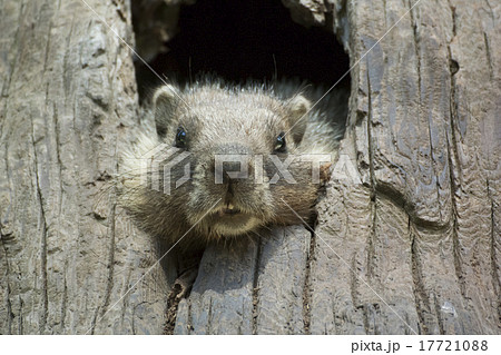 セコイア国立公園のマーモット 17721088