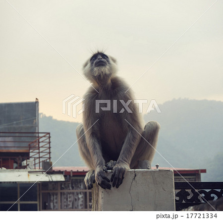 Female black langur with calf 17721334