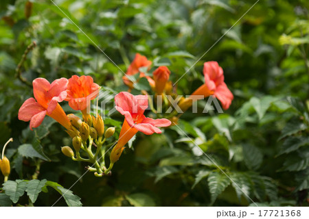 アメリカノウゼンカズラ 17721368