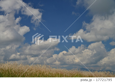 すすき野原と青空に湧く雲 17721795